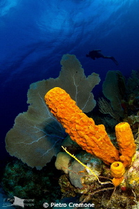 Seafan and sponges by Pietro Cremone 